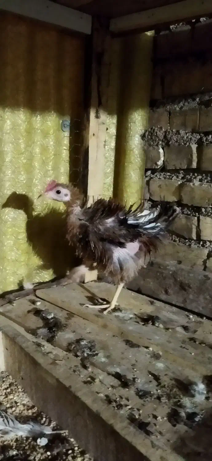 خروس|حیوانات مزرعه|شوشتر, |دیوار