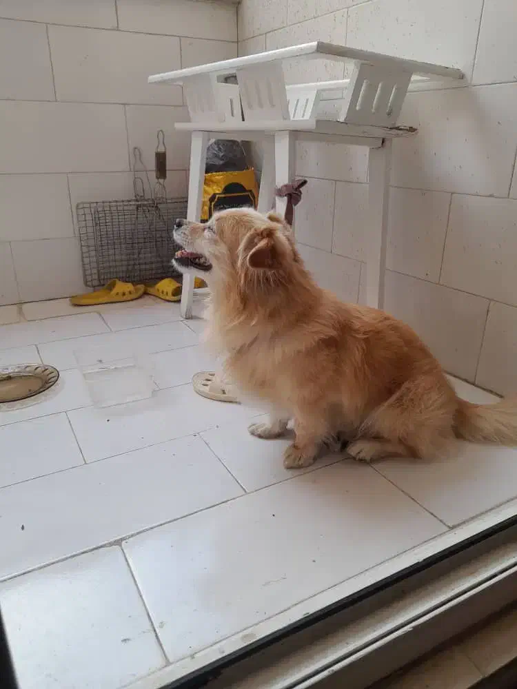 *سگ* پامر*|سگ|یزد, |دیوار