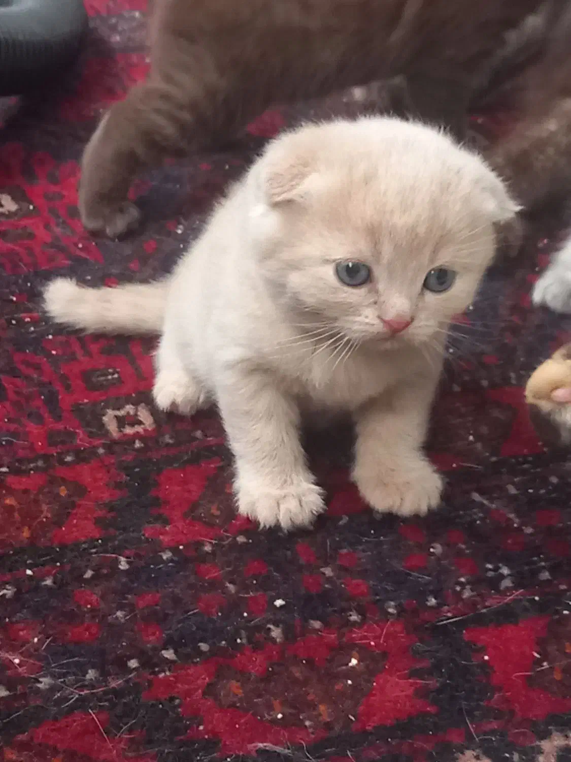 اسکاتیش|گربه|مشهد, زیبا شهر|دیوار