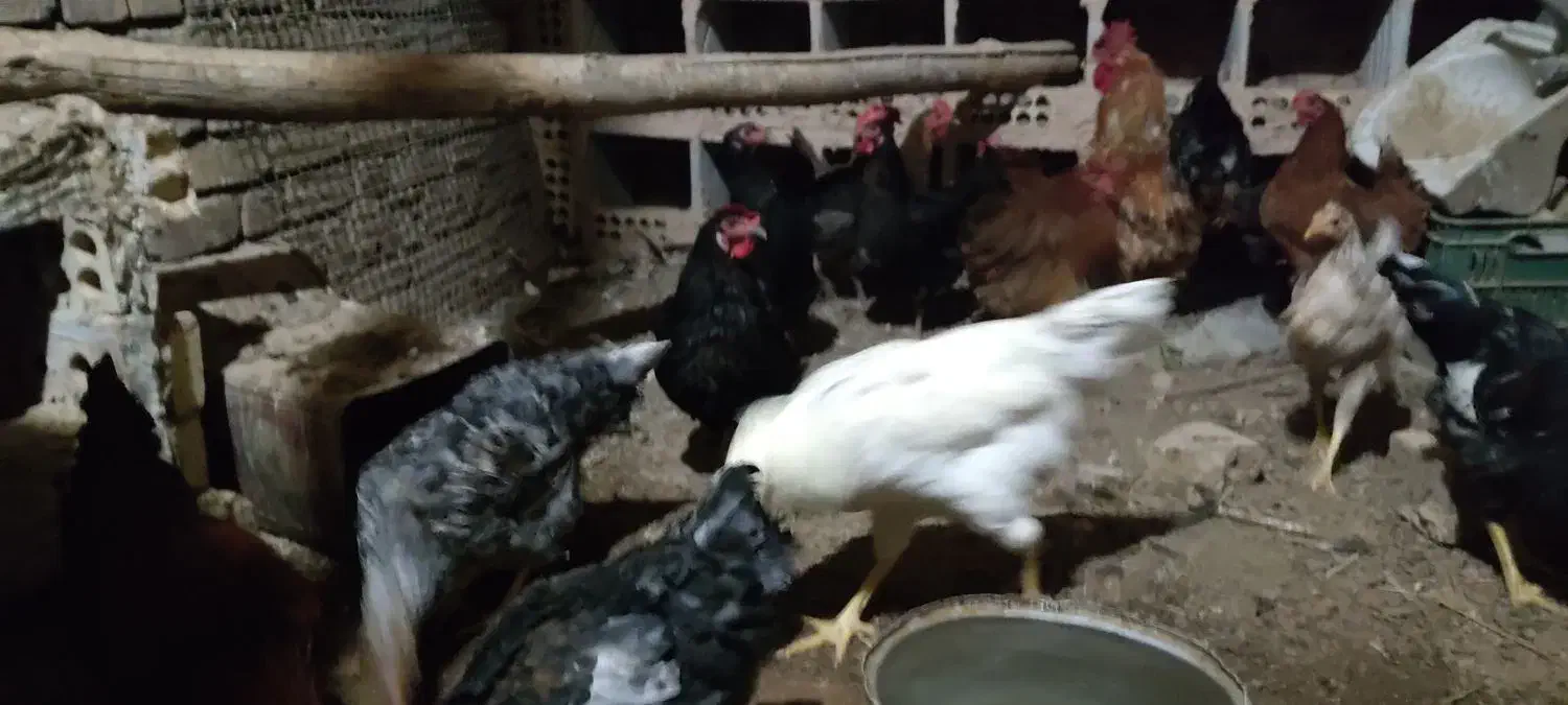 مرغ تخم گذار|حیوانات مزرعه|خوشاب, |دیوار