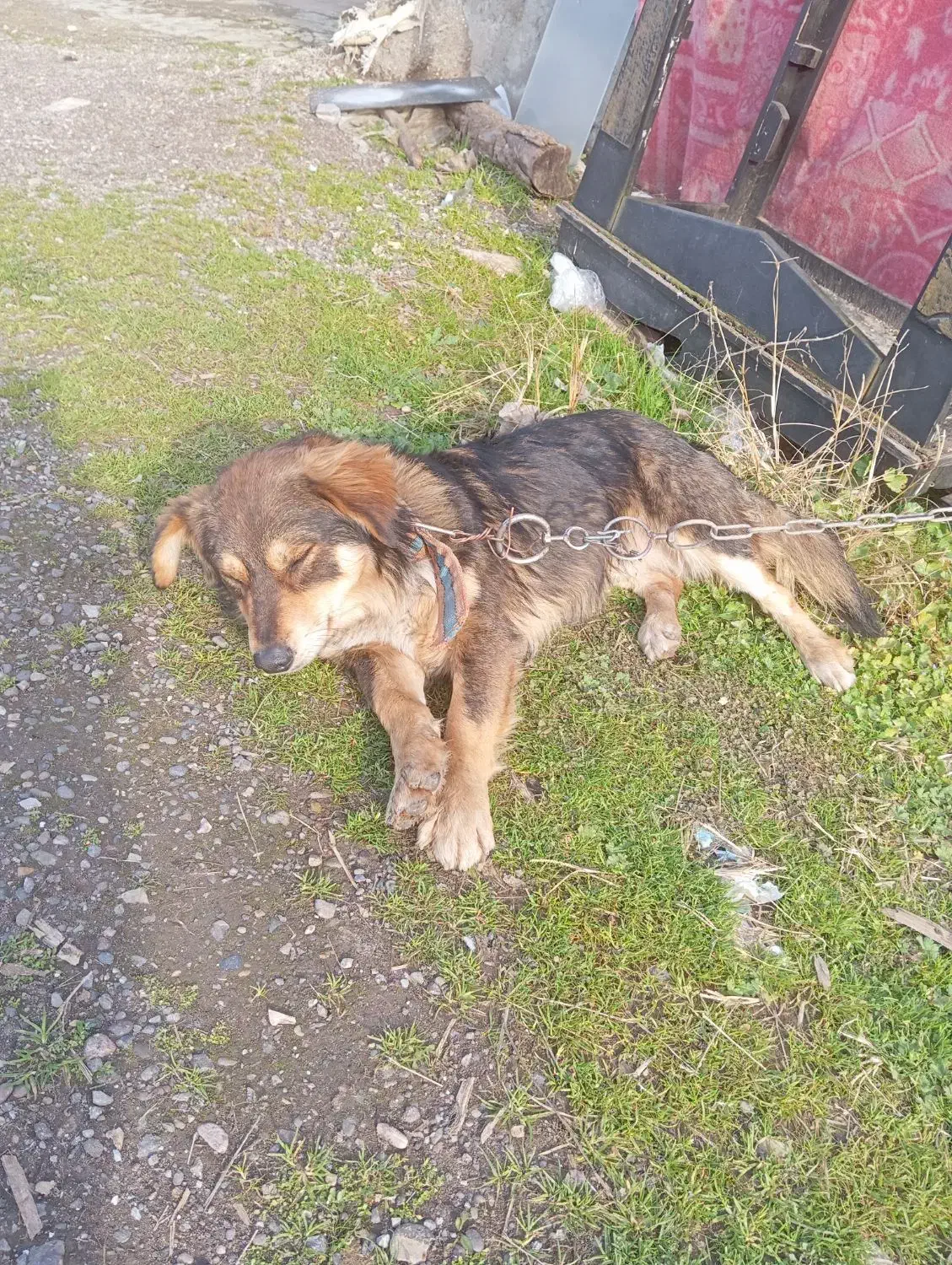 سگ شیتزو|سگ|آستانه اشرفیه, |دیوار