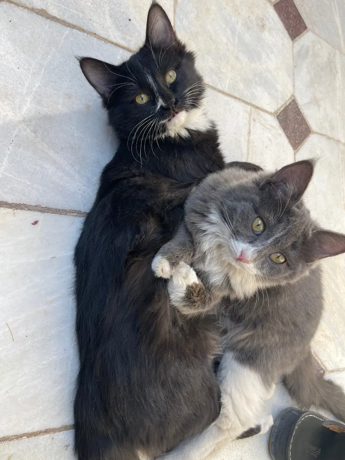 گربه|گربه|اردکان, |دیوار