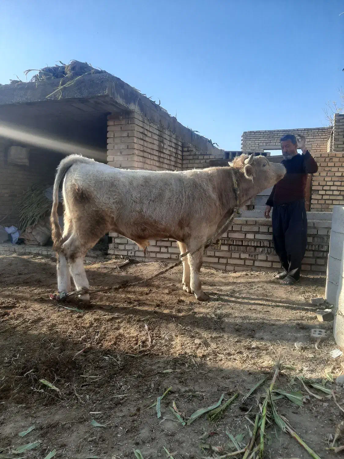 گوساله شاروله اصل|حیوانات مزرعه|گنبد کاووس, |دیوار