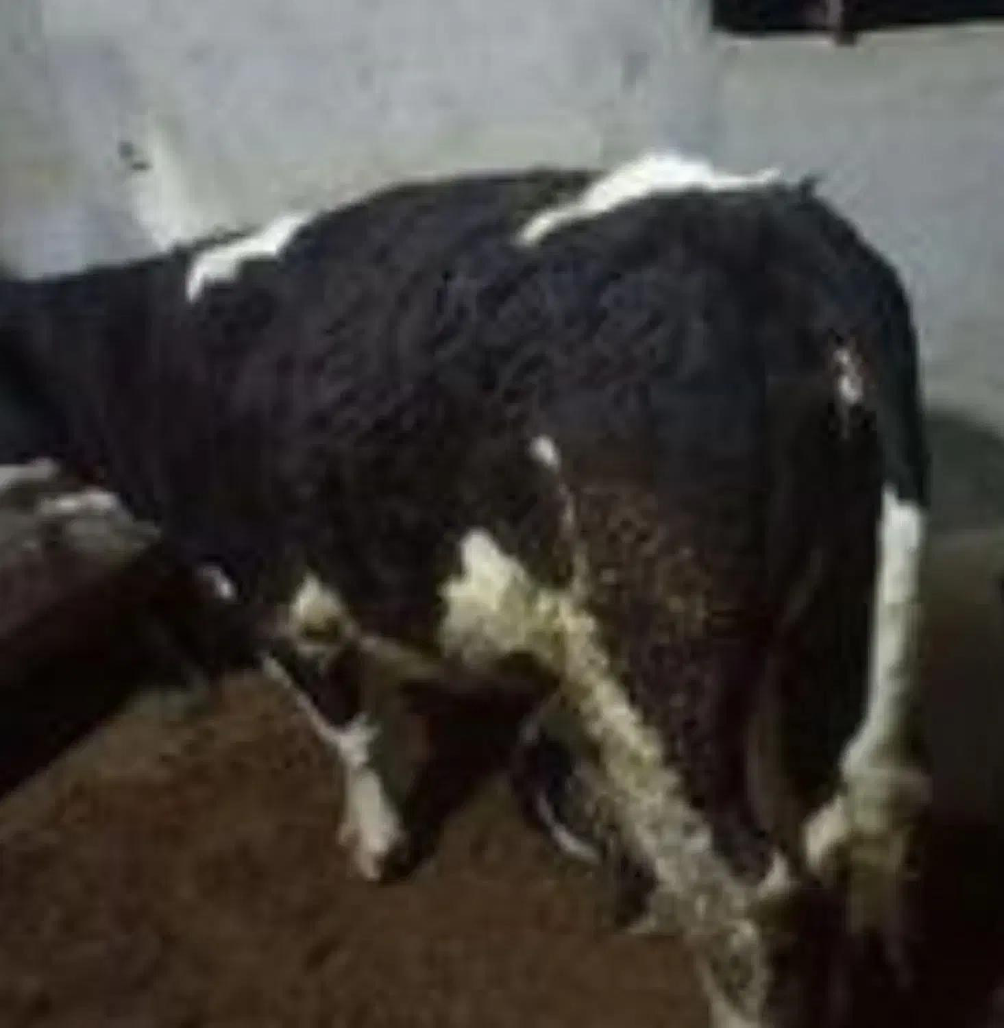 گوساله|حیوانات مزرعه|سلطانیه, |دیوار