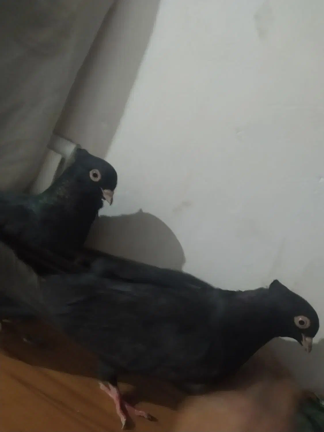 زاغ ابادانی|پرنده|گنبد کاووس, |دیوار