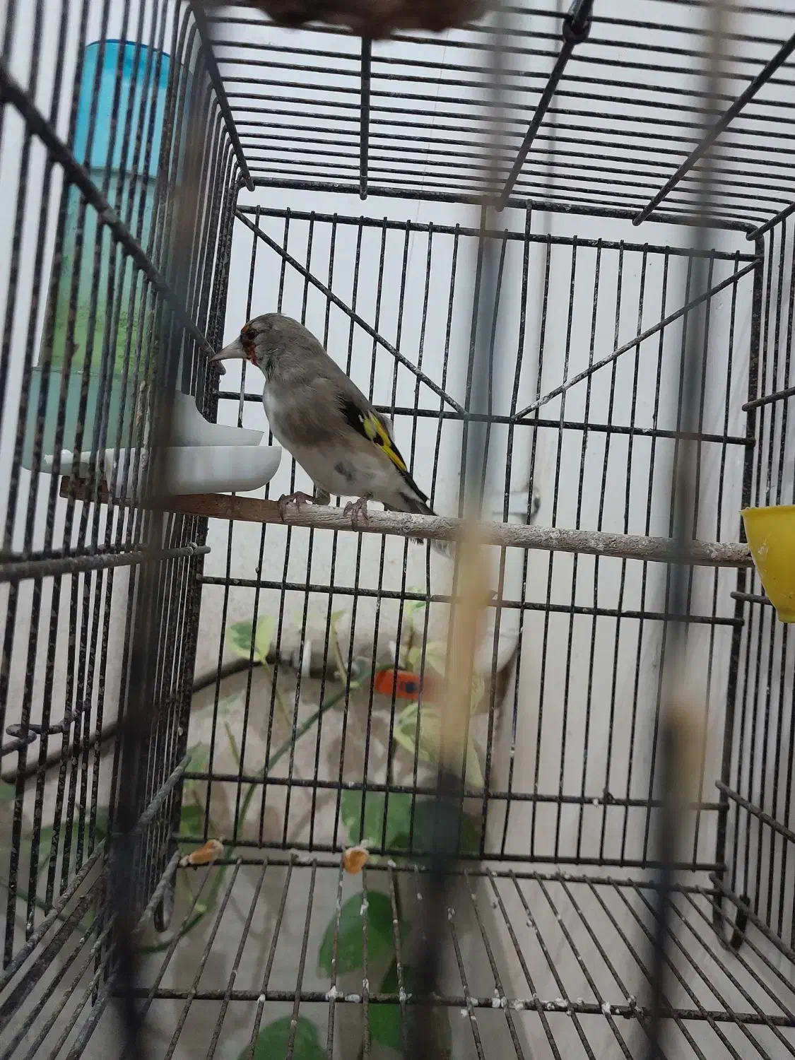 سلام فروشی|پرنده|کرمان, |دیوار