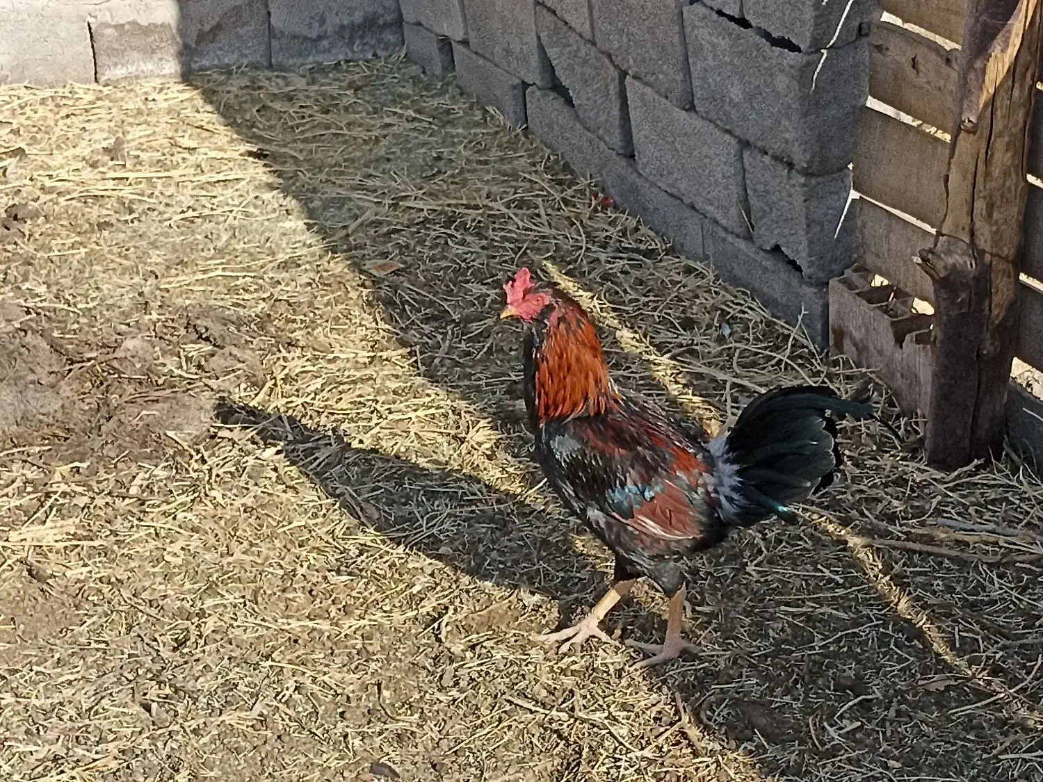 ۳عدد  خروس و ۲عدد بوقلمون ماده|حیوانات مزرعه|رفسنجان, |دیوار