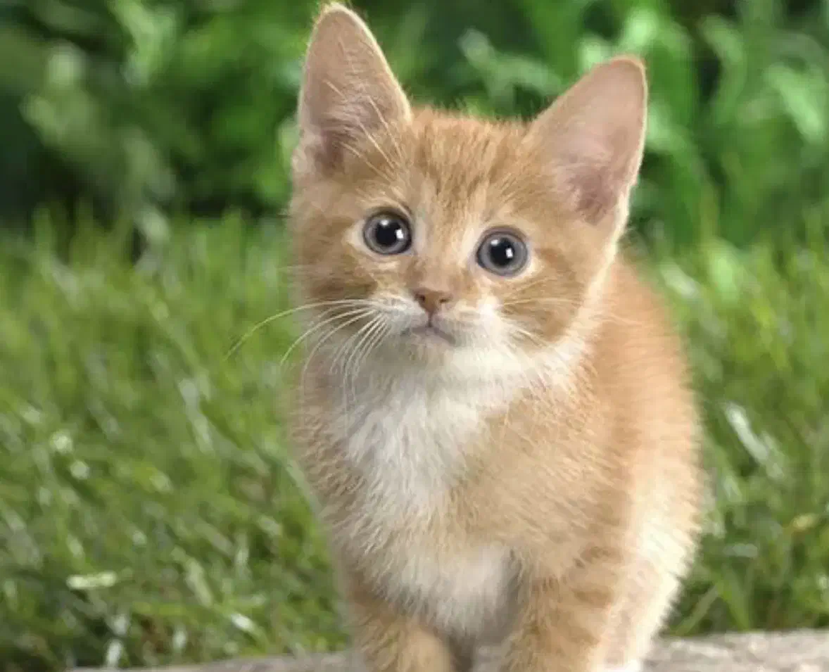 گربه بازیگوش|گربه|اهواز, آریاشهر|دیوار