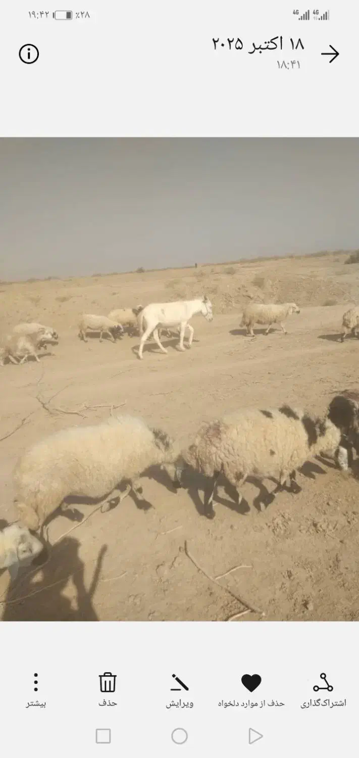 الاغ|حیوانات مزرعه|یزدان شهر, |دیوار