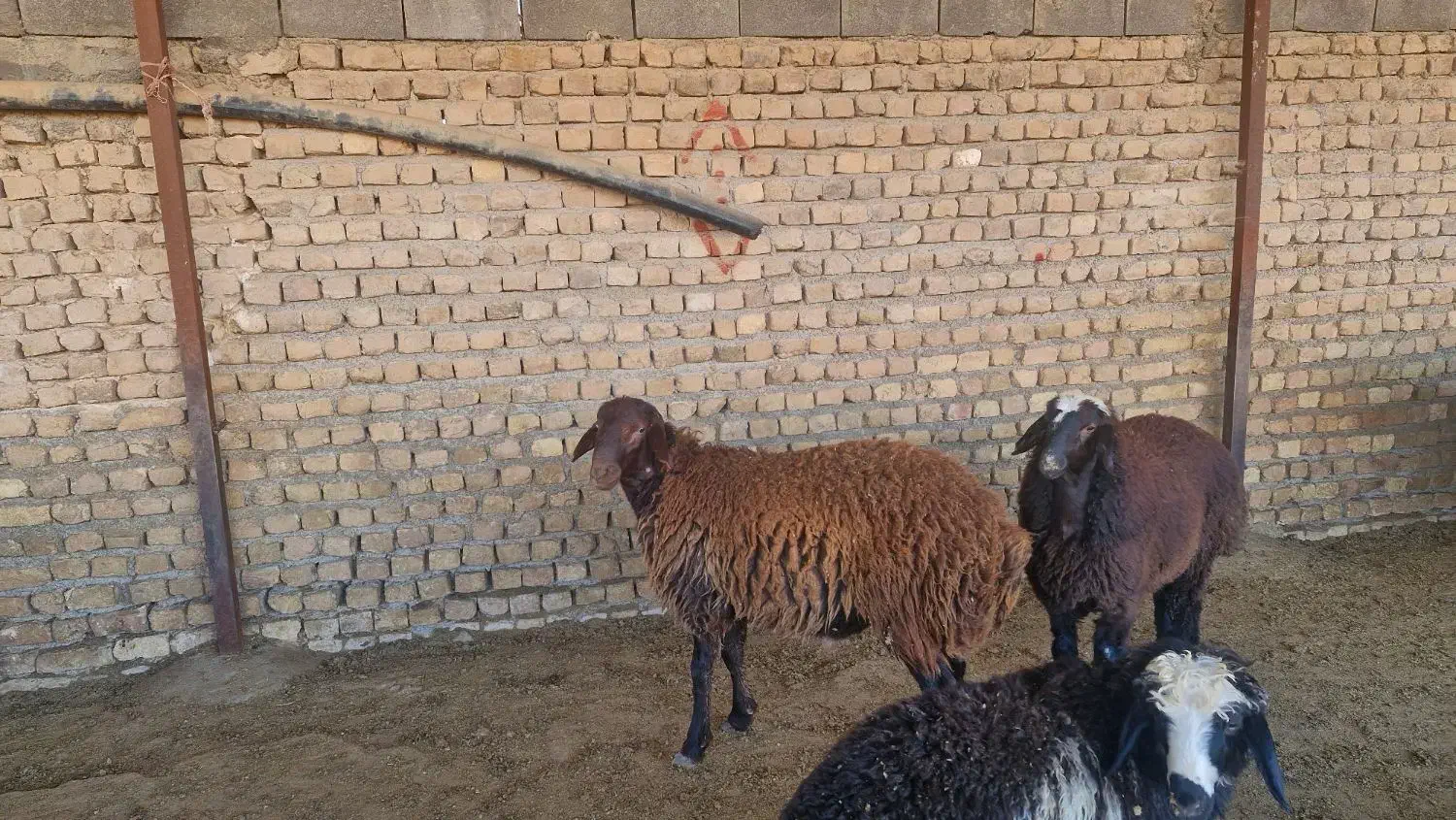 بره نر همو|حیوانات مزرعه|شیروان (خراسان), |دیوار