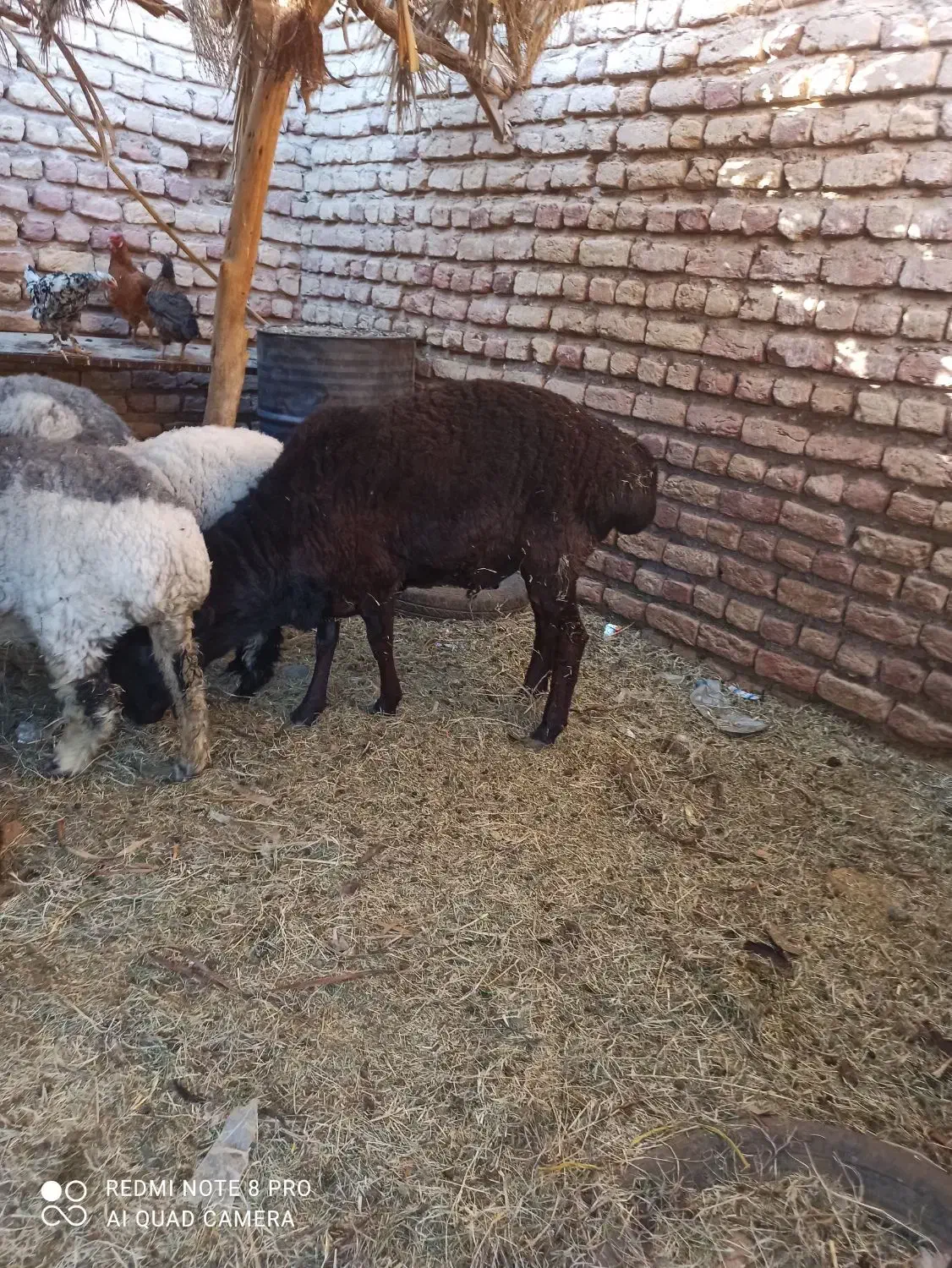 قوچ|حیوانات مزرعه|فهرج, |دیوار