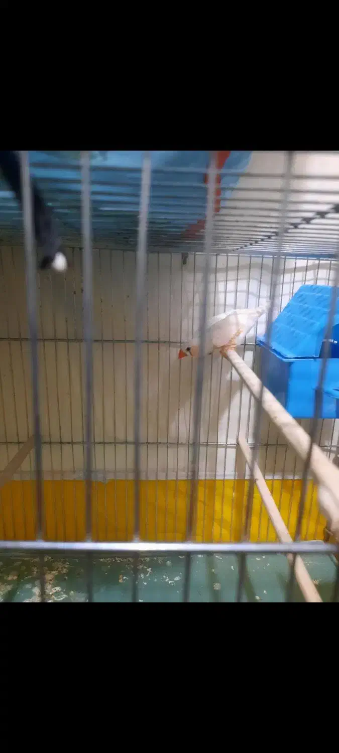 فنچ مولدجوان|پرنده|شاهرود, |دیوار