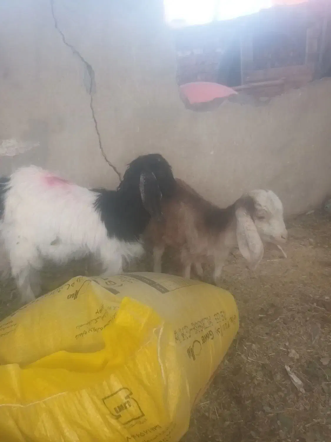 بزغاله ماده|حیوانات مزرعه|فشاپویه, |دیوار