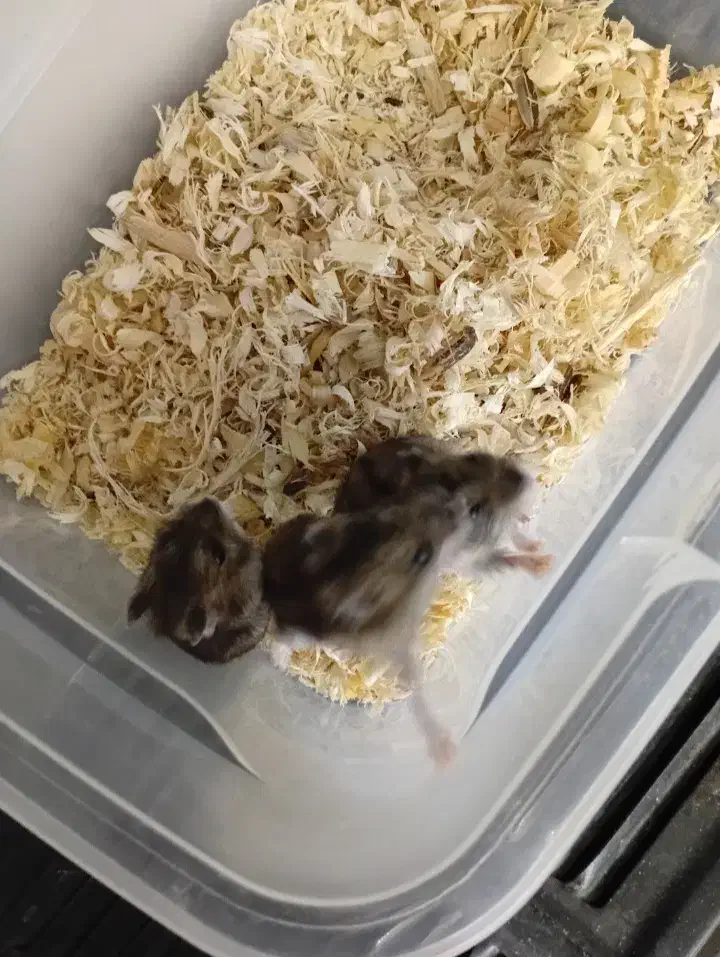 فروش همستر رو روسکی|موش و خرگوش|محمدشهر, شهرک چمران|دیوار