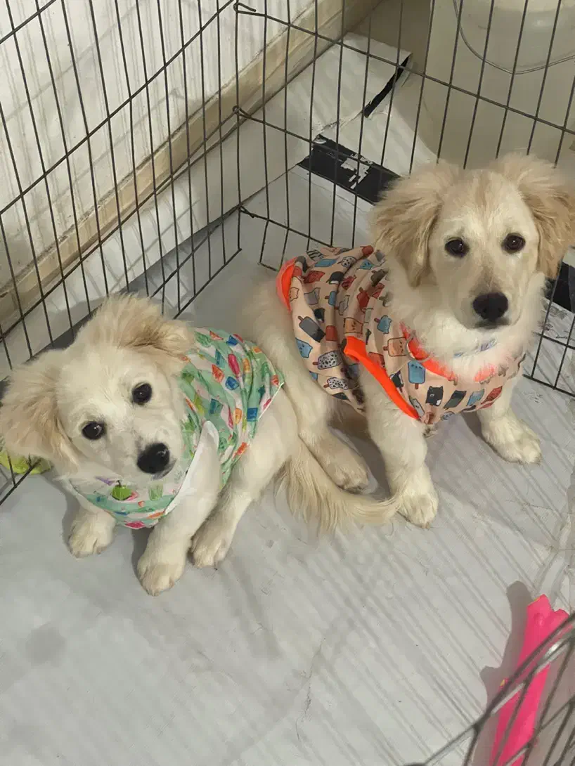 دو عدد سگ میکس شیتزو اشپیتزر|سگ|رشت, کوی حسینی|دیوار