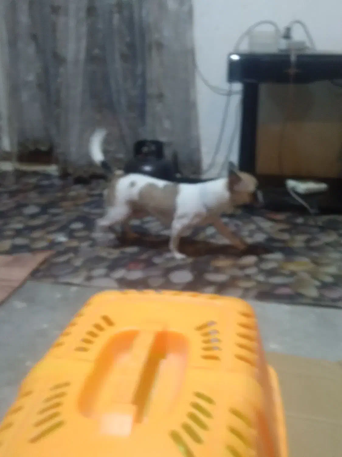 سگ شیبابا|سگ|قرچک, میرزائی شمالی|دیوار