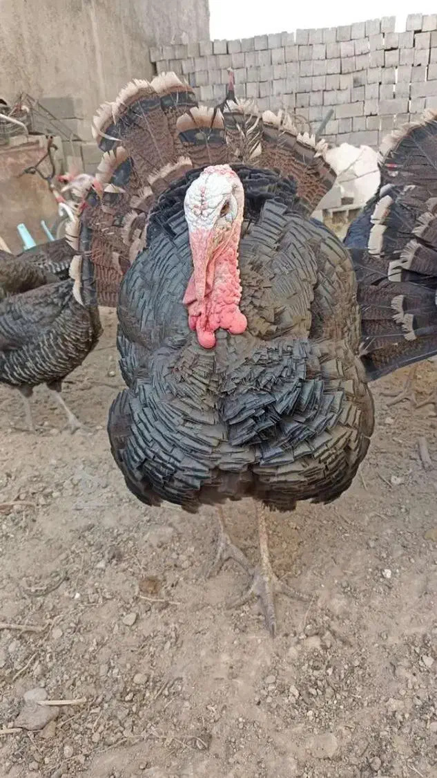 بقلمون محلی|حیوانات مزرعه|آشخانه, |دیوار