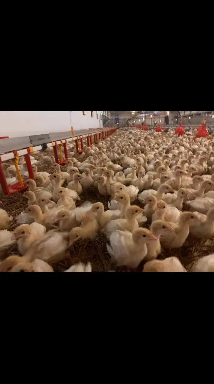 اردک جوجه رنگی گلپایگان|حیوانات مزرعه|ابریشم, |دیوار