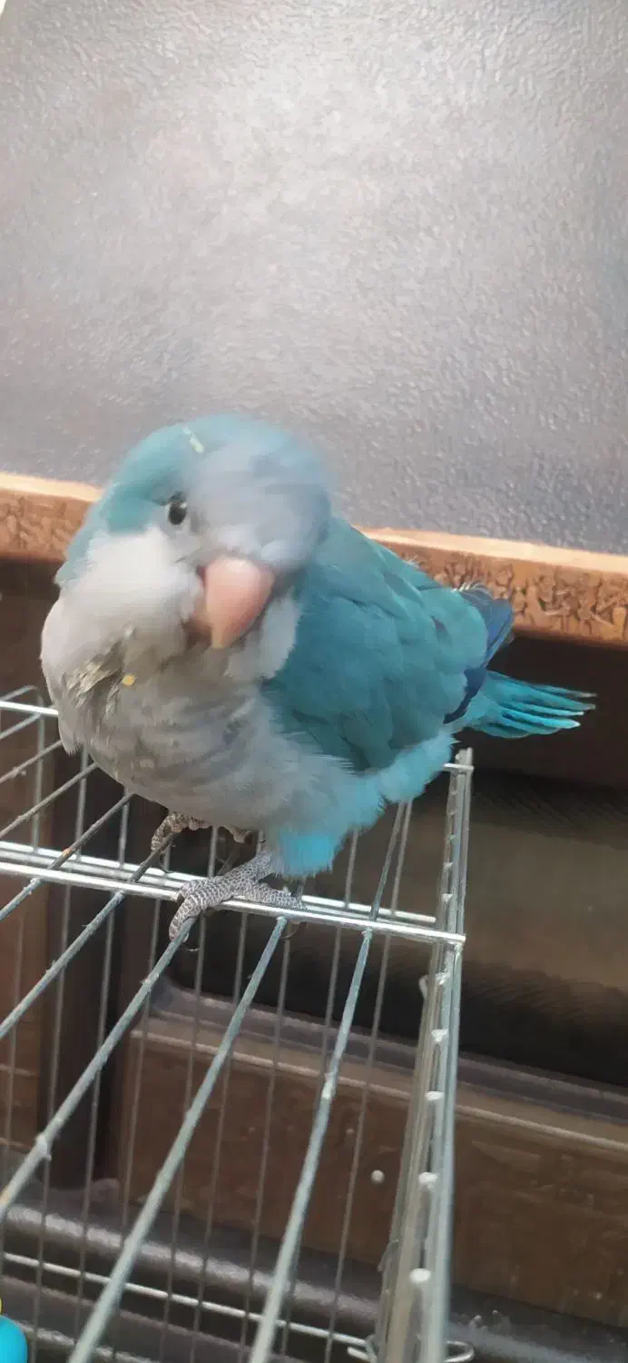 راهب آبی|پرنده|خاوران, |دیوار