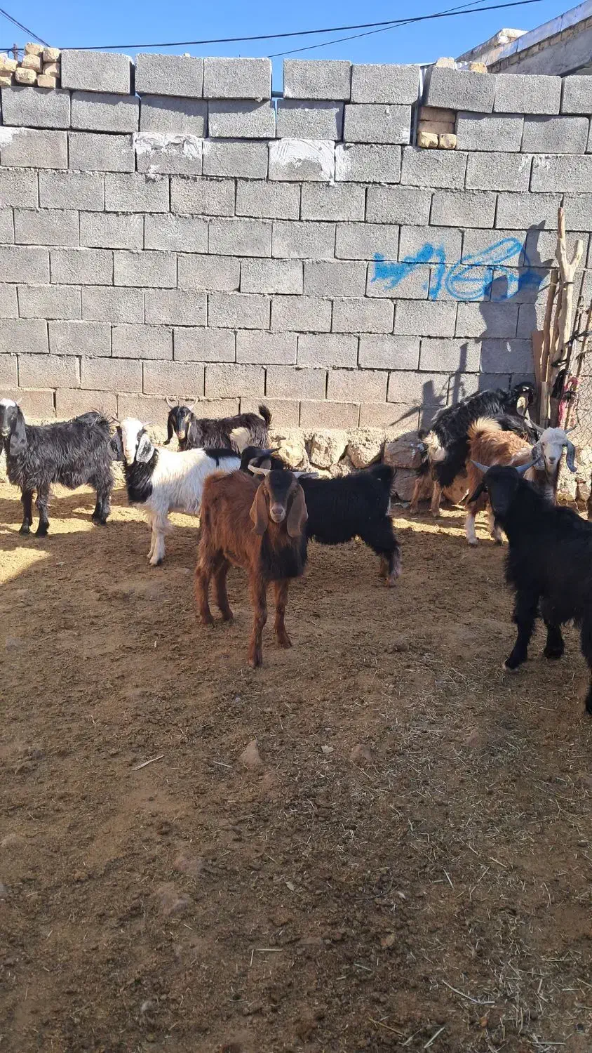 بزغاله|حیوانات مزرعه|آبدانان, |دیوار