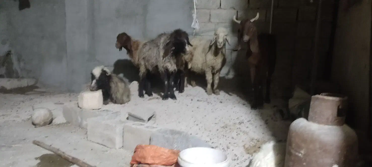 چند تا میش و بز|حیوانات مزرعه|برازجان, |دیوار