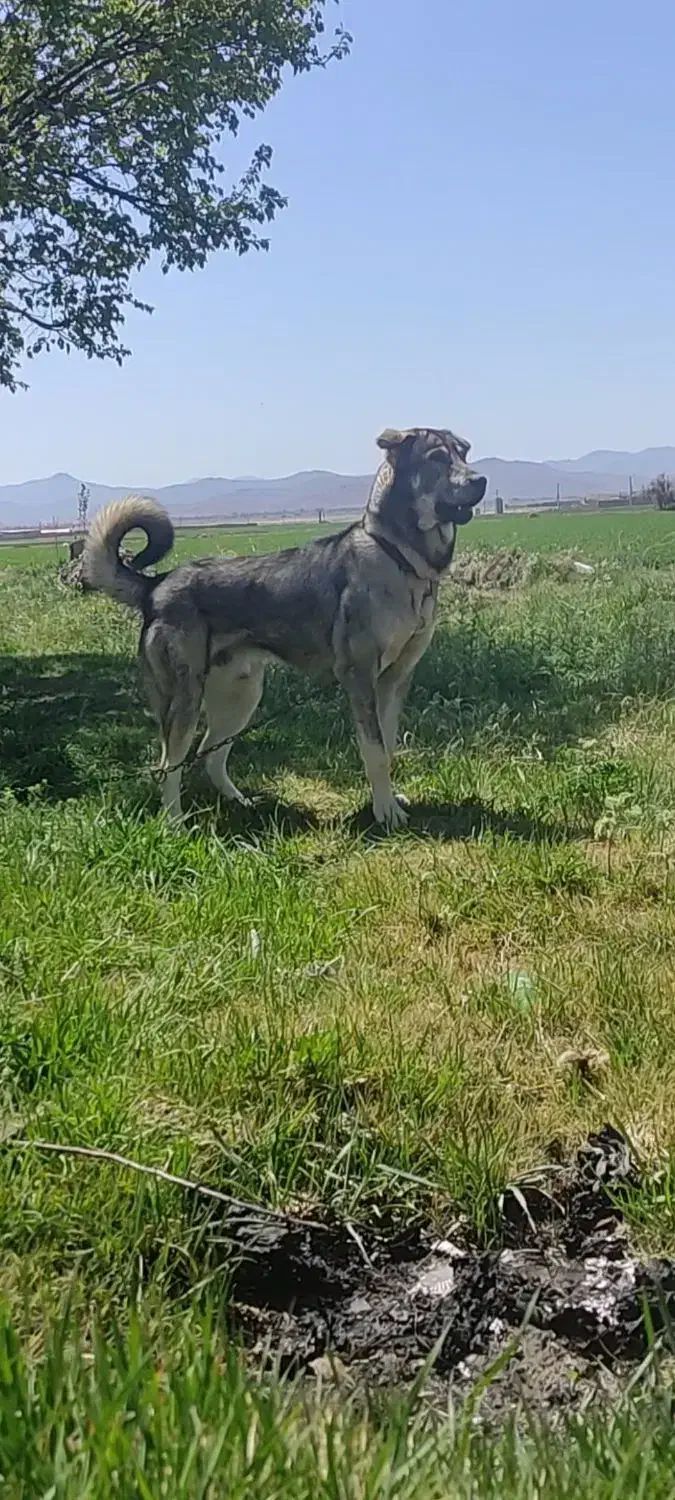 واگذاری پژدر|سگ|ملایر, |دیوار