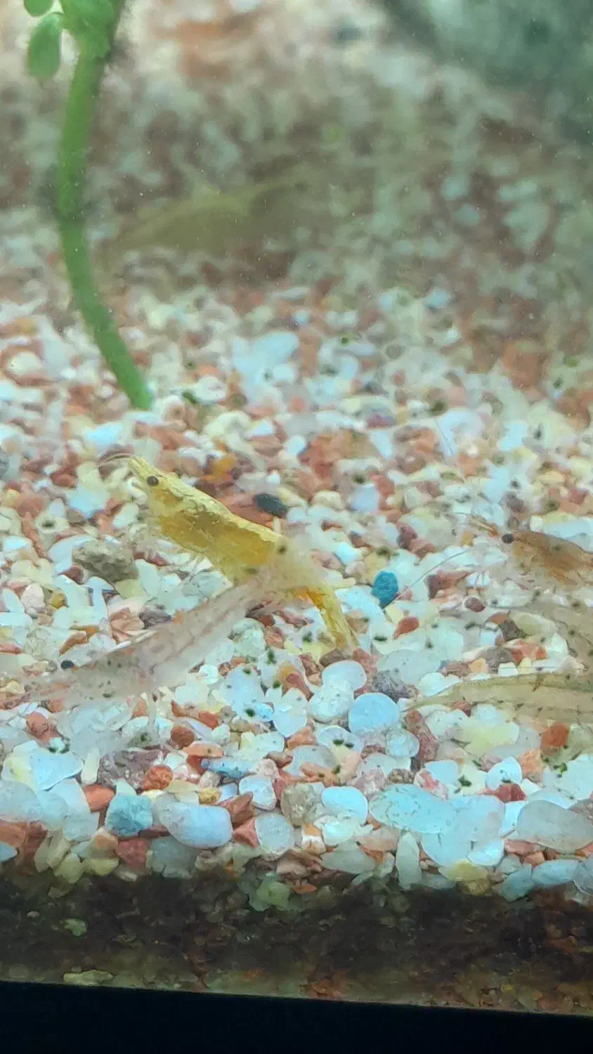 اگواریوم|ماهی|کردکوی, |دیوار