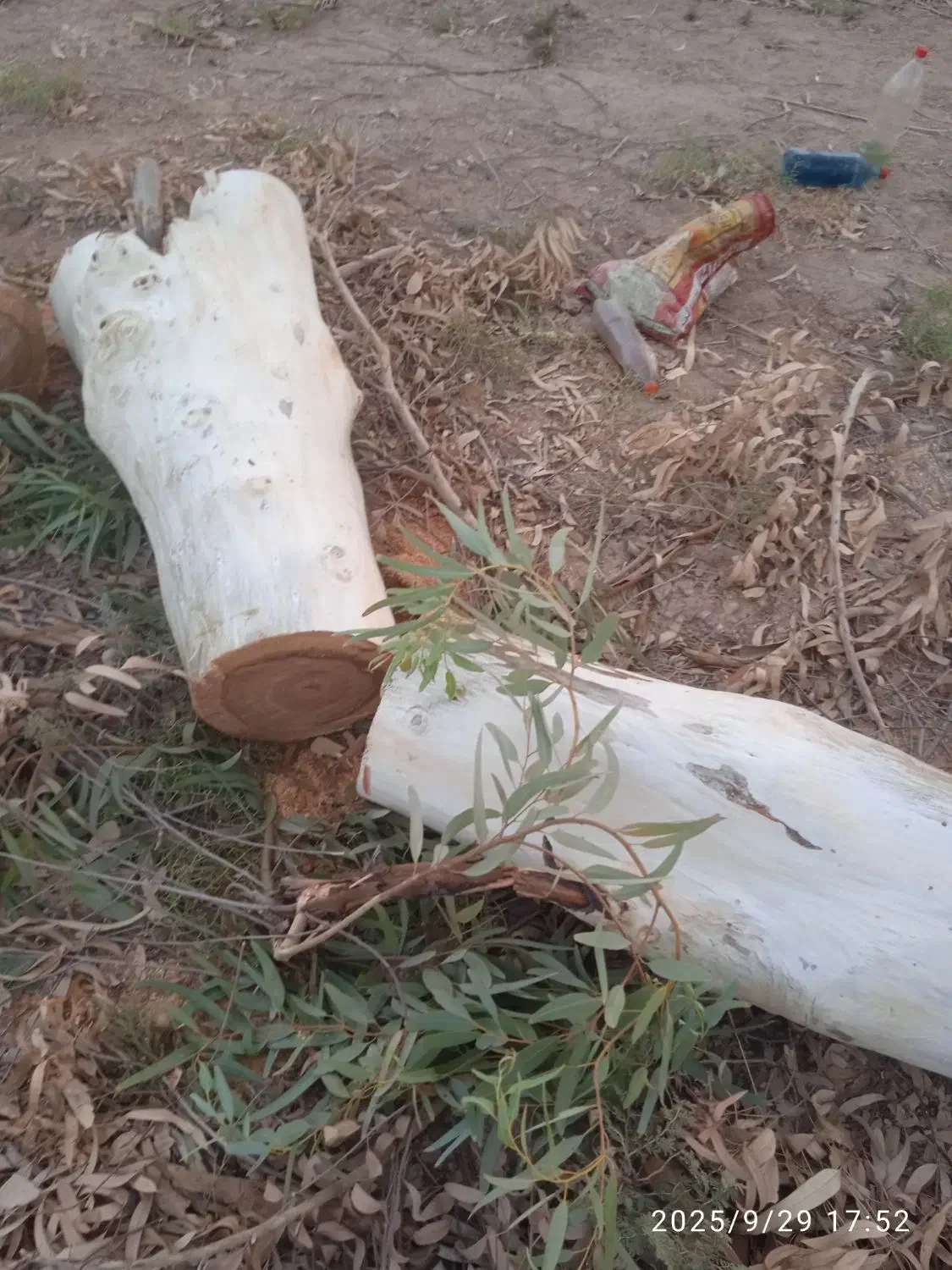 بریدن درخت وحرس کاری|خدمات باغبانی و درختکاری|آبادان, |دیوار