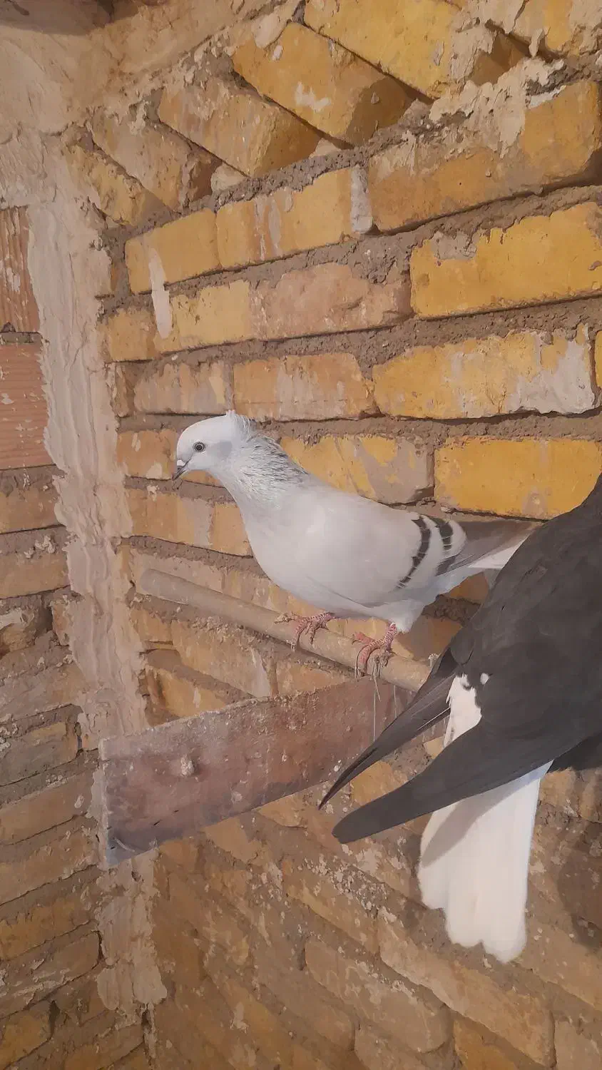 سلام کبود دومسفید|پرنده|بشاریات, |دیوار