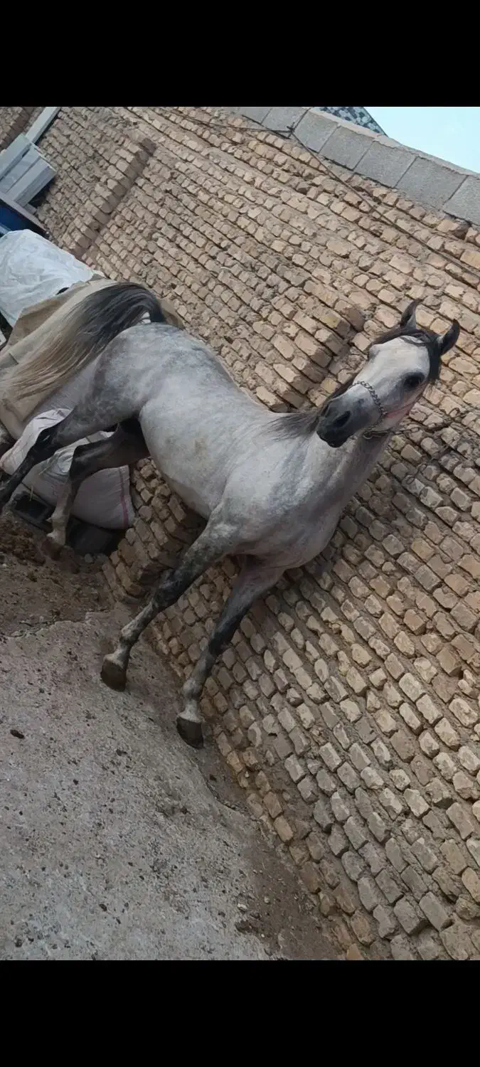 اسب کرد|اسب و تجهیزات اسب‌سواری|مهریز, |دیوار