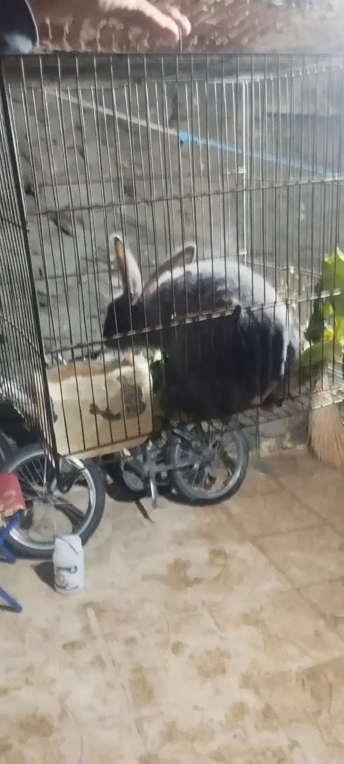 خرگوش|موش و خرگوش|خاو و میرآباد, |دیوار