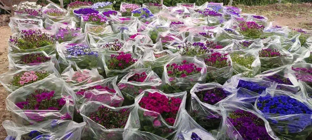 گل سینره|گل و گیاه طبیعی|ساوه, |دیوار