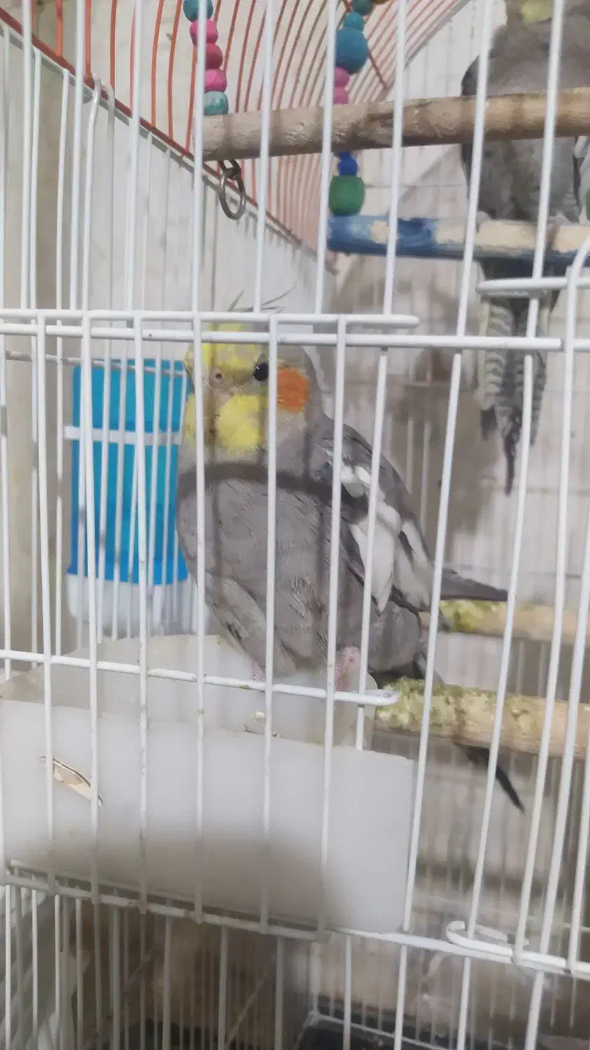 عروس هلندی|پرنده|شیراز, فضل‌آباد|دیوار