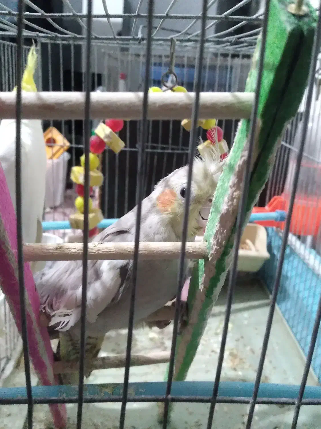 چهار تا  عروس هلندی|پرنده|اردبیل, |دیوار