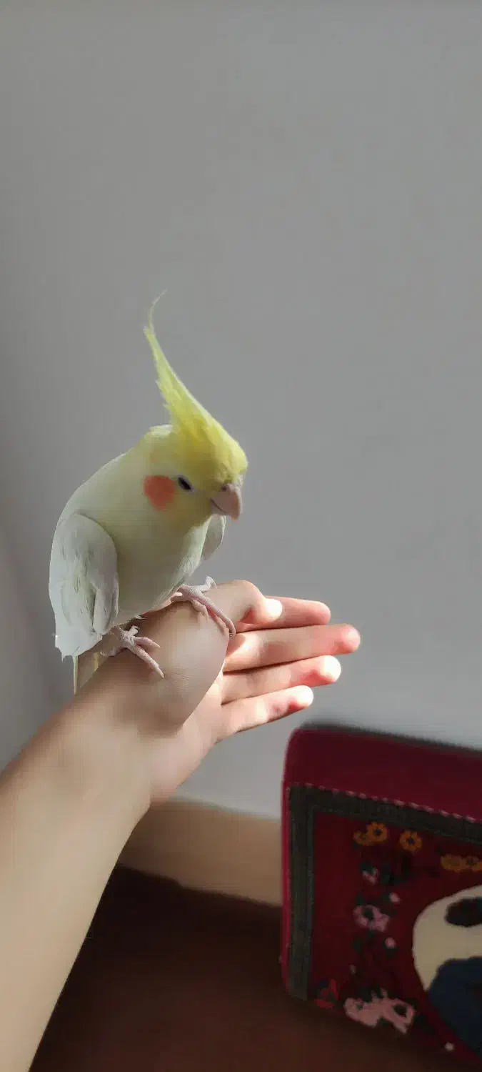 یک جفت عروس هلندی|پرنده|آباده, |دیوار