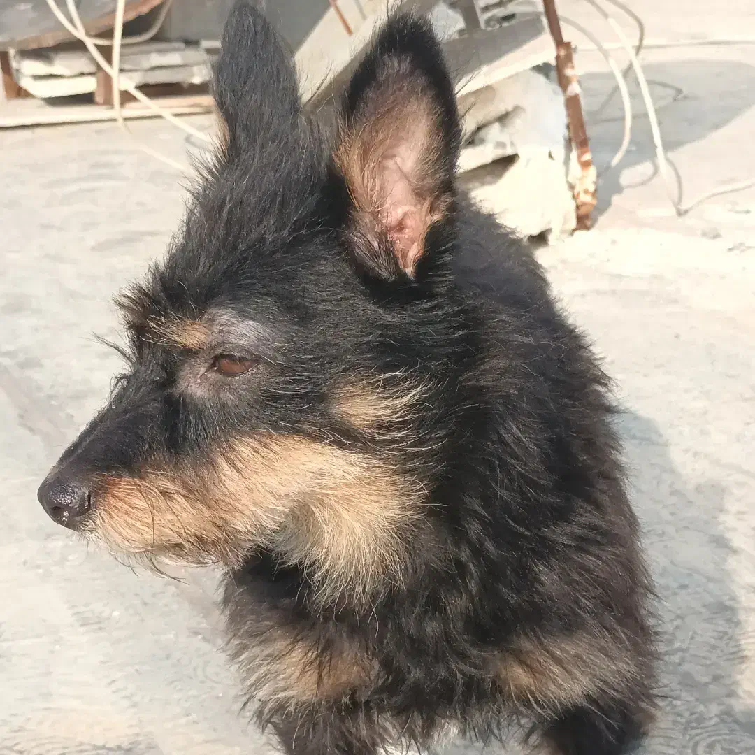 سگ گمشده|حیوانات|تهران, نارمک جنوبی|دیوار