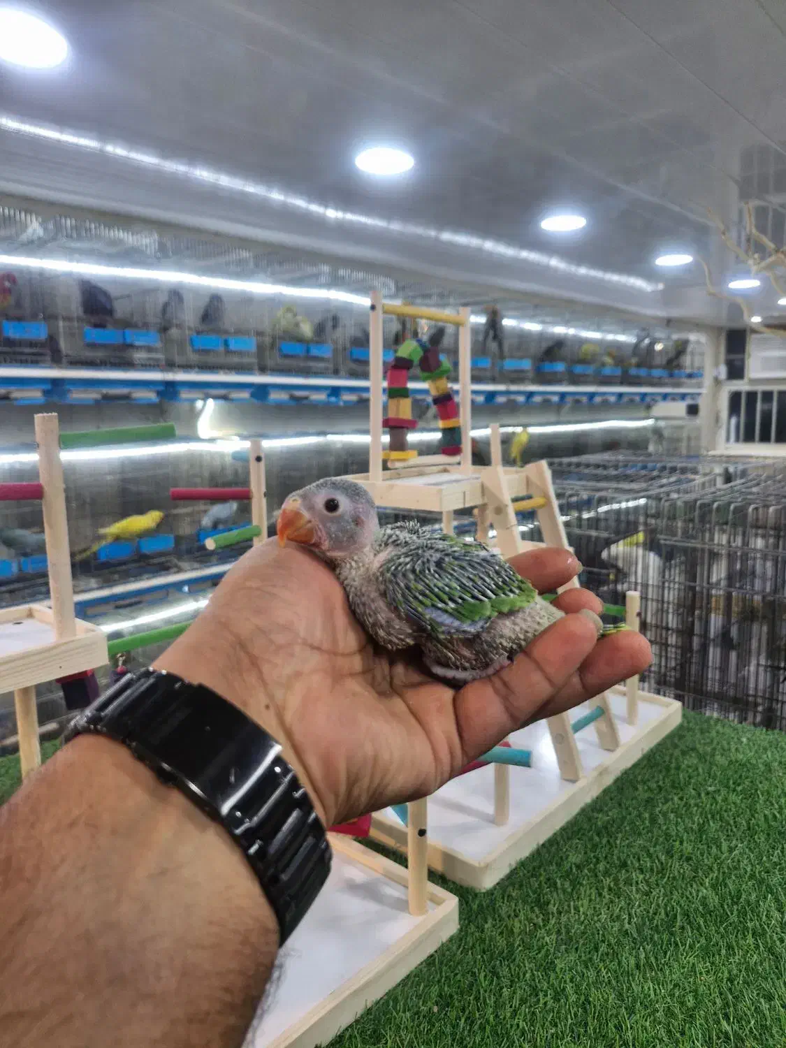 طوطی ملنگو سرلاکی|پرنده|قشم, |دیوار