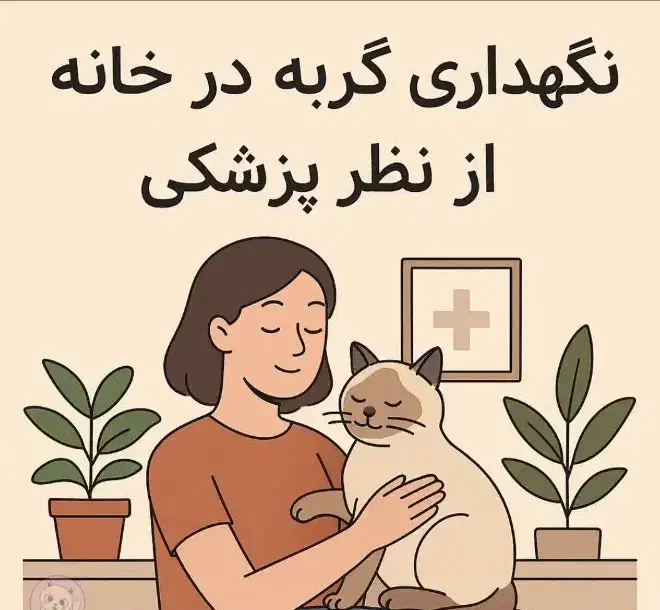 واگذاری گربه پرشین ماده|گربه|مشهد, الهیه|دیوار