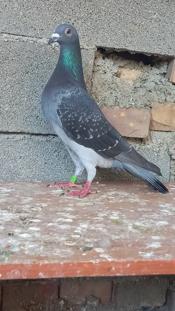 کبوتر مسافتی|پرنده|گنبد کاووس, |دیوار