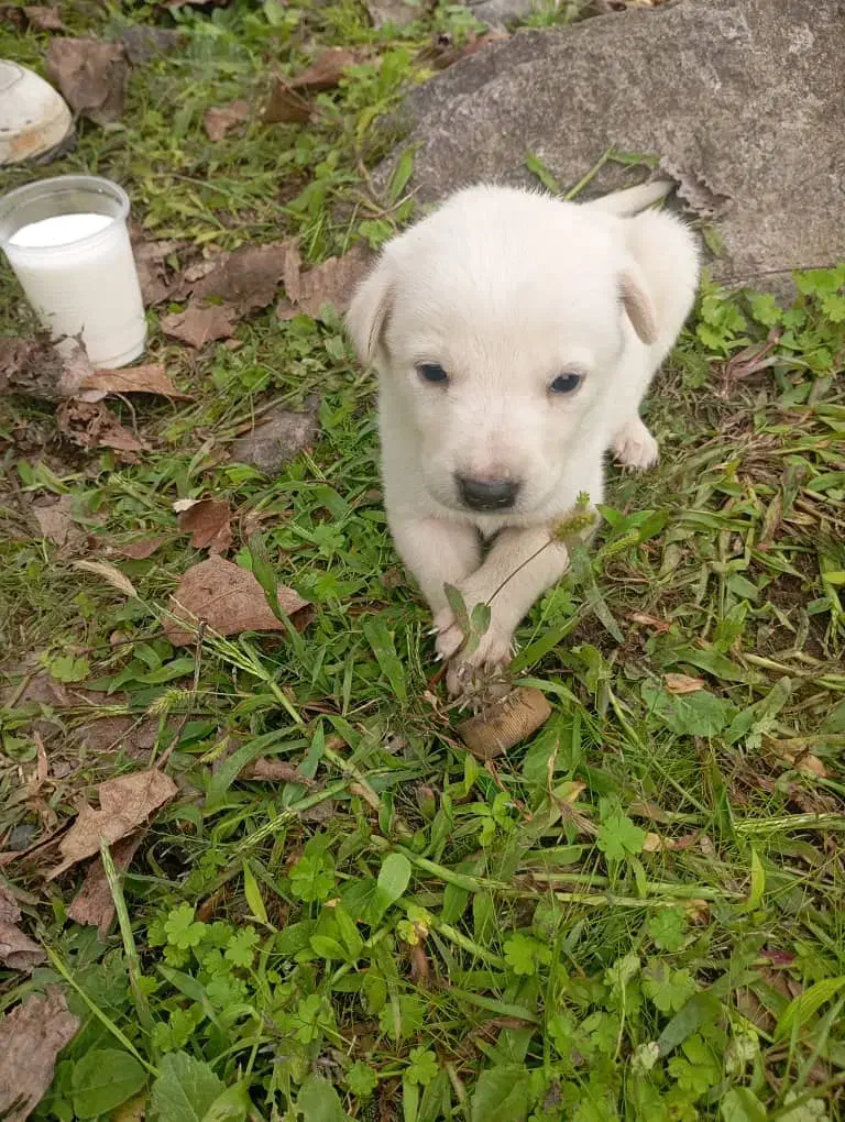 واگذاری ب کسی ک بتونع این حیوونو تو اتاق نگهدارع|سگ|کوچصفهان, |دیوار