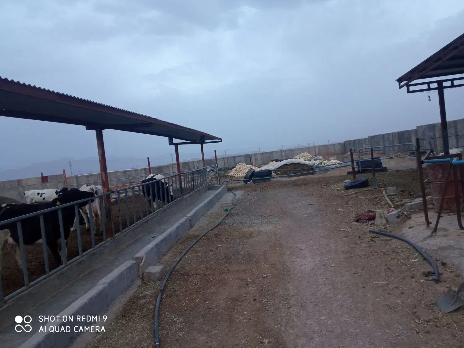 استخدام کارگر گاوداری|استخدام صنعتی، فنی، مهندسی|اصفهان, تیران|دیوار