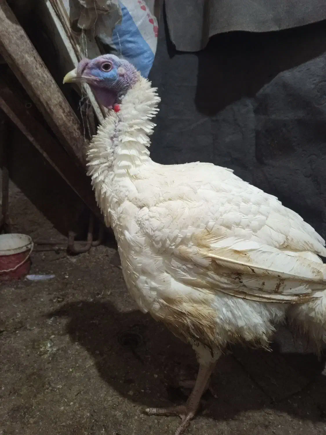 بوغلمون|حیوانات مزرعه|مشهد, شهید قربانی|دیوار