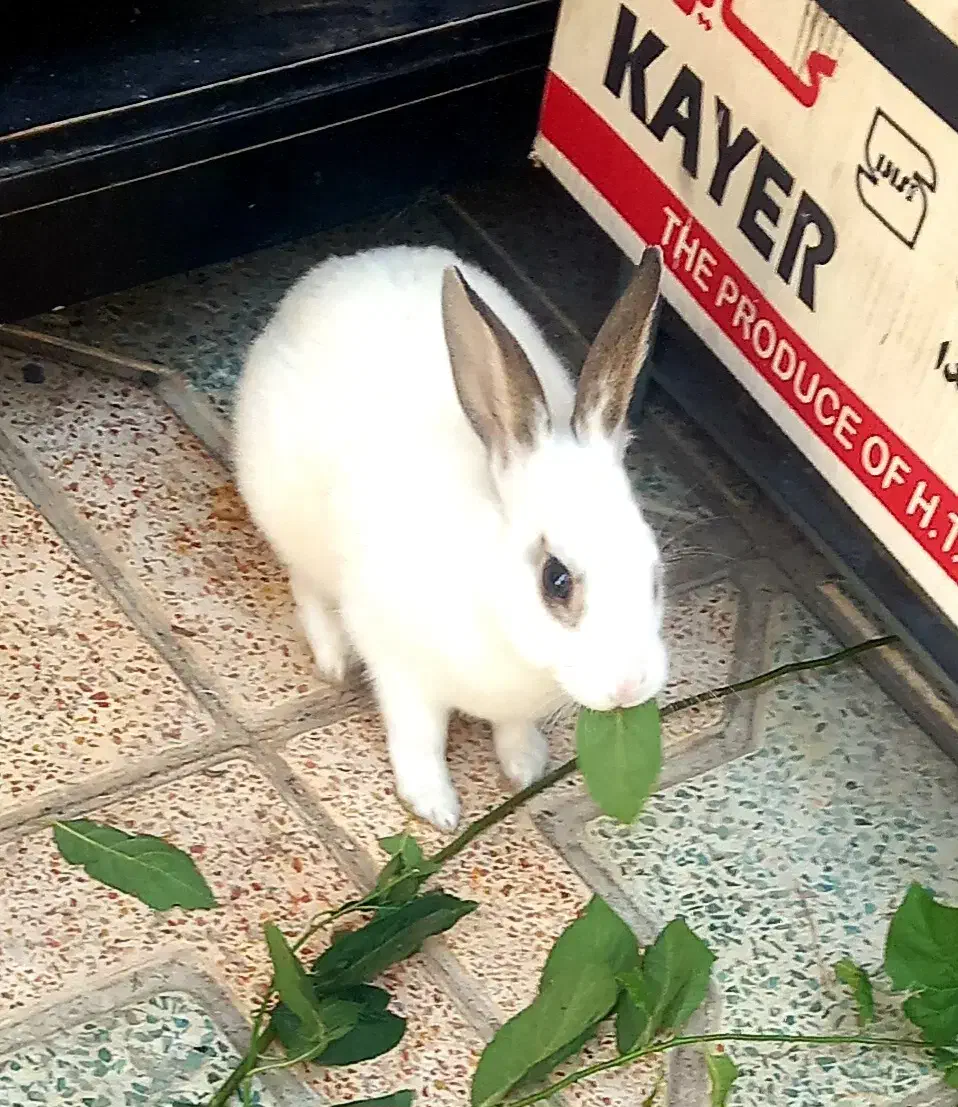 خرگوش خانگی نر|موش و خرگوش|قزوین, |دیوار