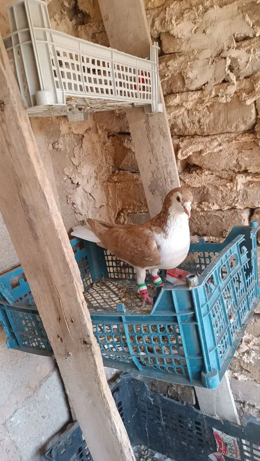 کفتر فروشی قیمت ۵۰۰|پرنده|شهرآباد, |دیوار