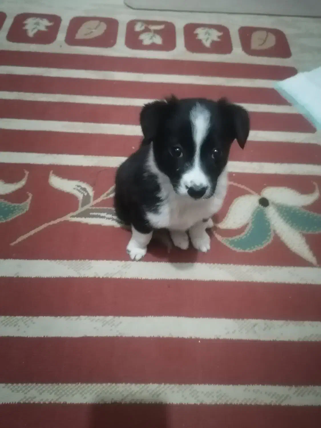 واگذاری سگ خانگی|سگ|شیراز, شهرک مهدیه|دیوار