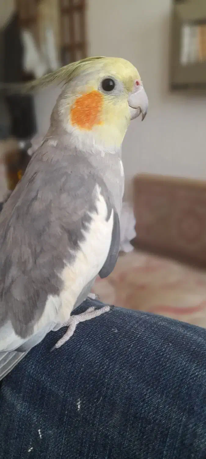 سلام عروس هلندیم گم شده تورو خدا اطلاع بدید|حیوانات|قدس, شهرقدس|دیوار