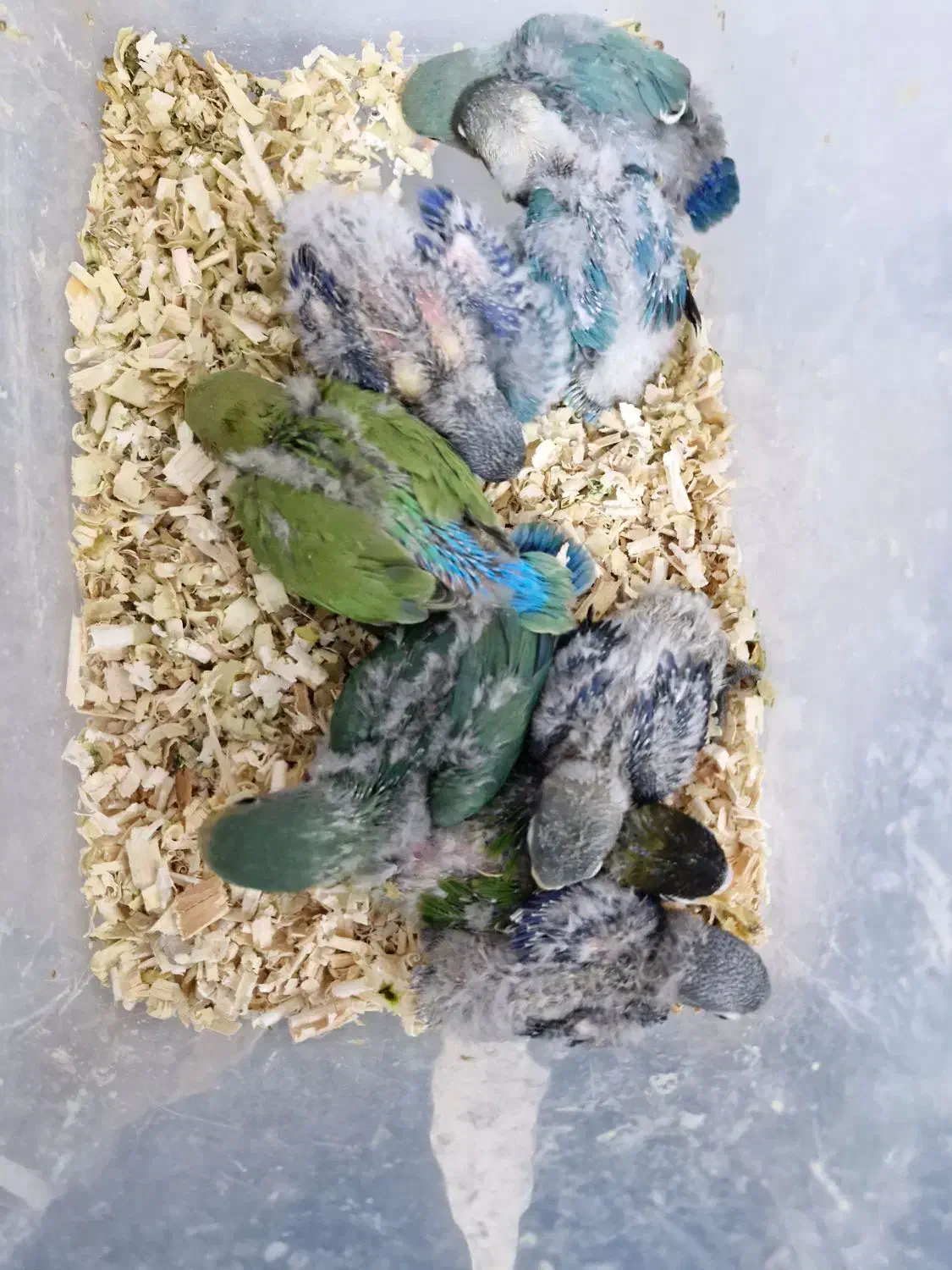 جوجه طوطی کوتوله|پرنده|بندرعباس, |دیوار