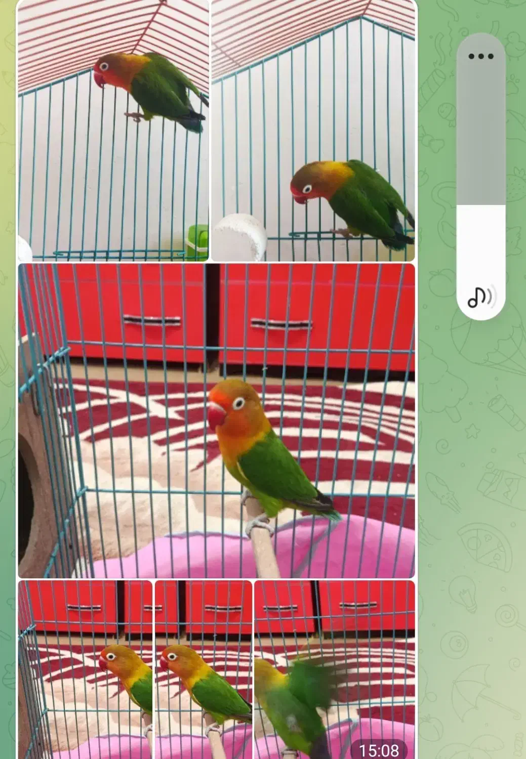 فروش طوطی برزیلی نر همراه باقفس|پرنده|مسجد سلیمان, |دیوار