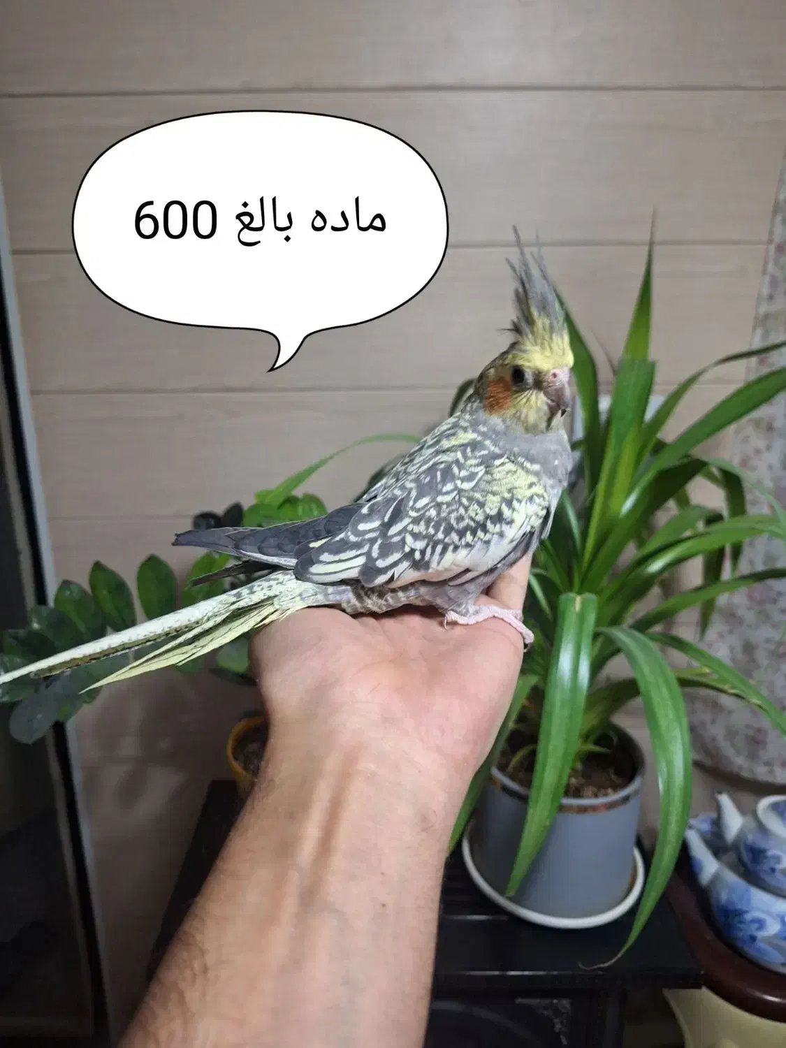 عروس هلندی و گرینچیک|پرنده|اندیشه, اندیشه فاز ۱|دیوار