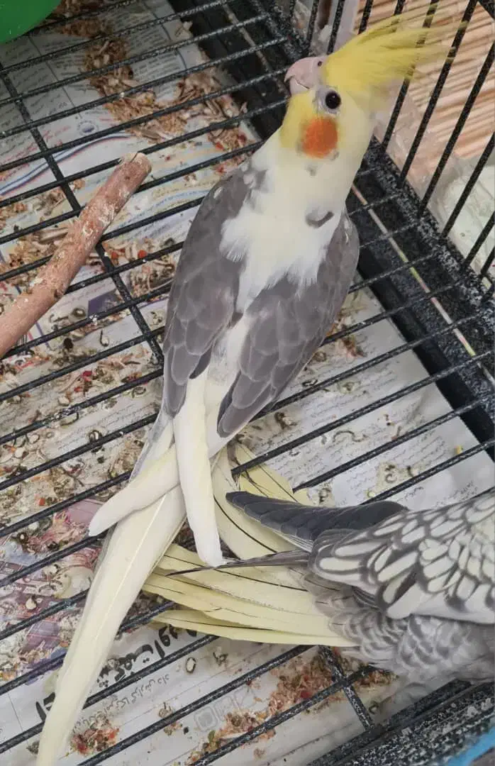 عروس هلندی|پرنده|تهران, ابوذر|دیوار